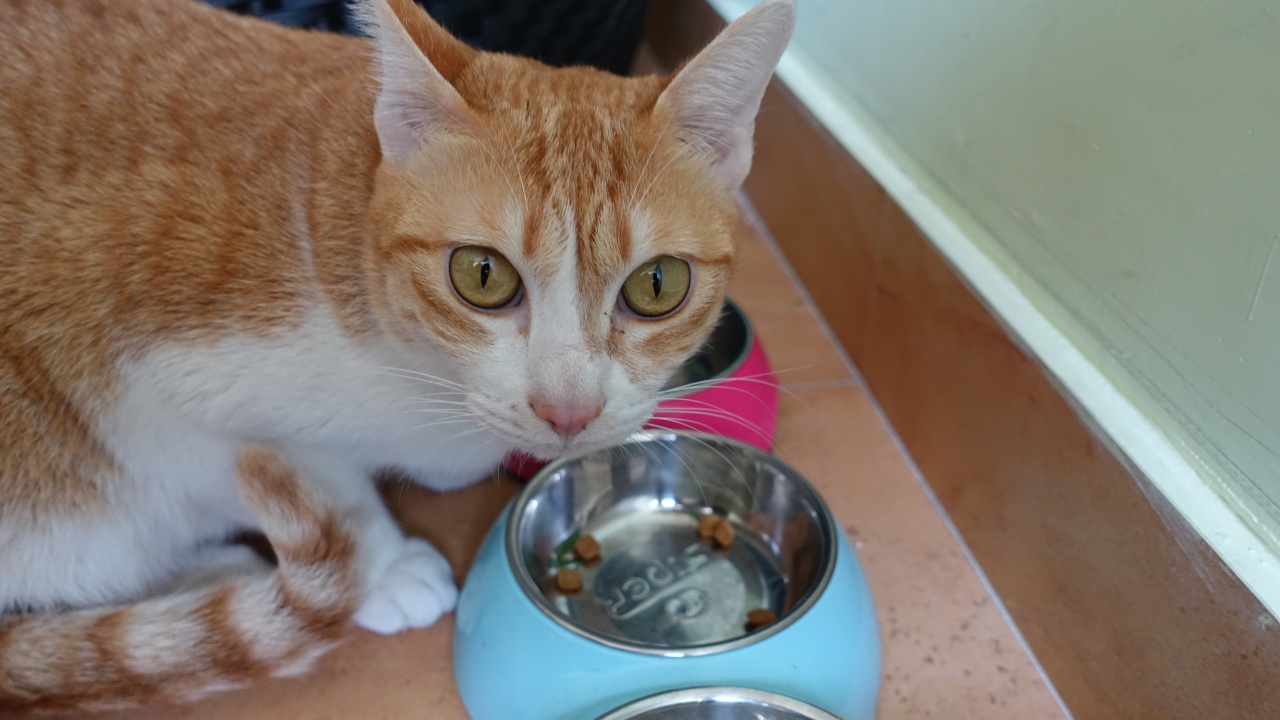 動物治療